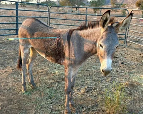 Wild Ass On the Mend Following Recent Bow Assault on Feral Donkeys in the Golden State