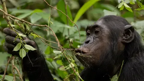 Chimpanzees Ingesting a Daily Dose of One Lager Each Day from Overripe Produce, Investigation Shows
