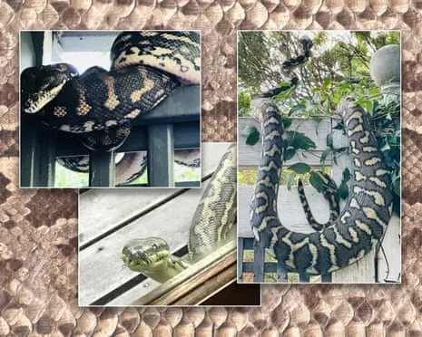 Welcoming the Snakes in My Ceiling: A Transformation from Fear to Respect