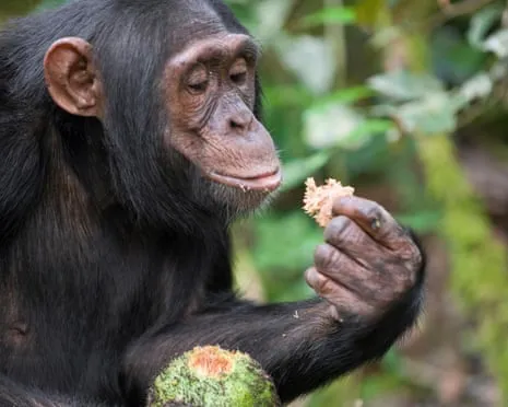 Apes Drink Daily Ethanol Equivalent to a Pint from Ripe Figs